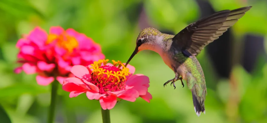 scientists-just-discovered-bees-and-hummingbirds-are-drinking-alcohol