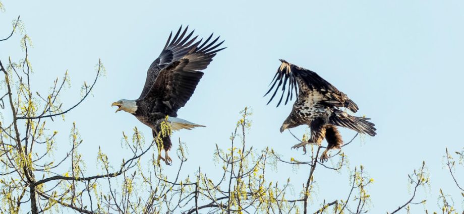 avian-flu-has-killed-thousands-of-birds-in-the-us-pennsylvania-is-at-the-epicenter.