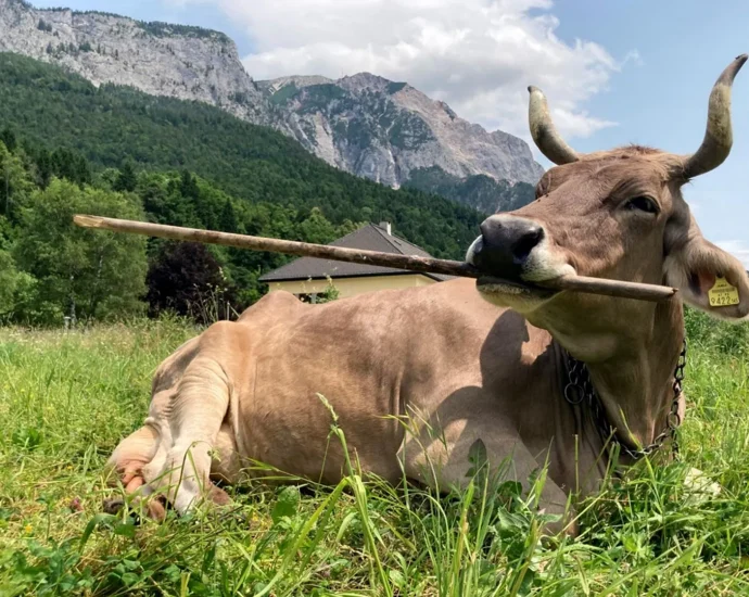 this-cow-uses-tools-like-a-primate—and-scientists-are-stunned