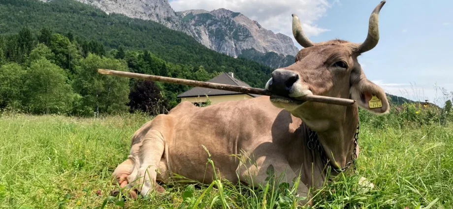 this-cow-uses-tools-like-a-primate—and-scientists-are-stunned