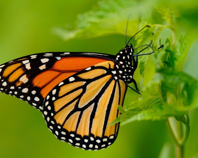 endangered-monarch-butterfly-population-surges-64-percent