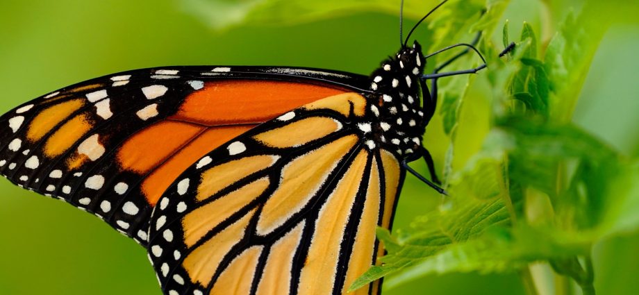 endangered-monarch-butterfly-population-surges-64-percent