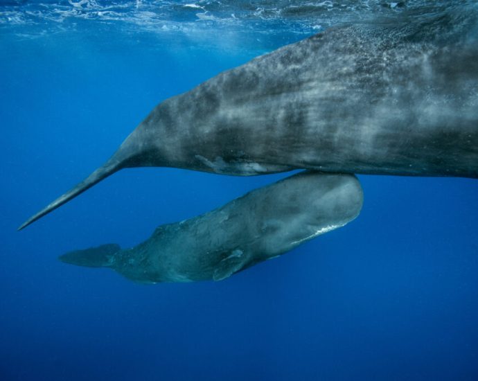 inside-a-rare-sperm-whale-birth-reshaping-how-scientists-understand-animal-cooperation