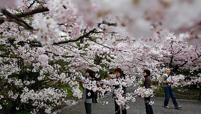 japan:-tokyo-sakura-season-begins-with-ueno-park-picnics