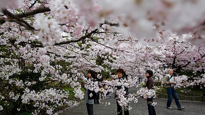 japan:-tokyo-sakura-season-begins-with-ueno-park-picnics