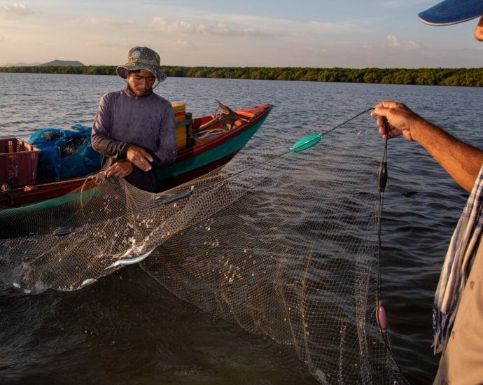 these-trees-brought-a-fishery-back-from-the-brink.-they-can-help-you-too