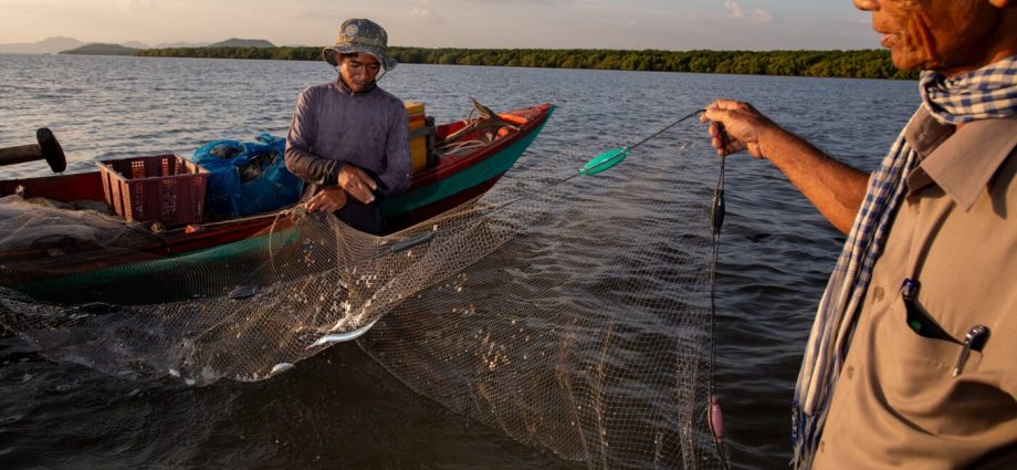 these-trees-brought-a-fishery-back-from-the-brink.-they-can-help-you-too