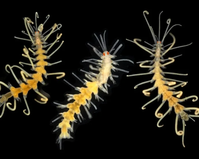 ocean-species-are-disappearing-before-scientists-can-even-find-them