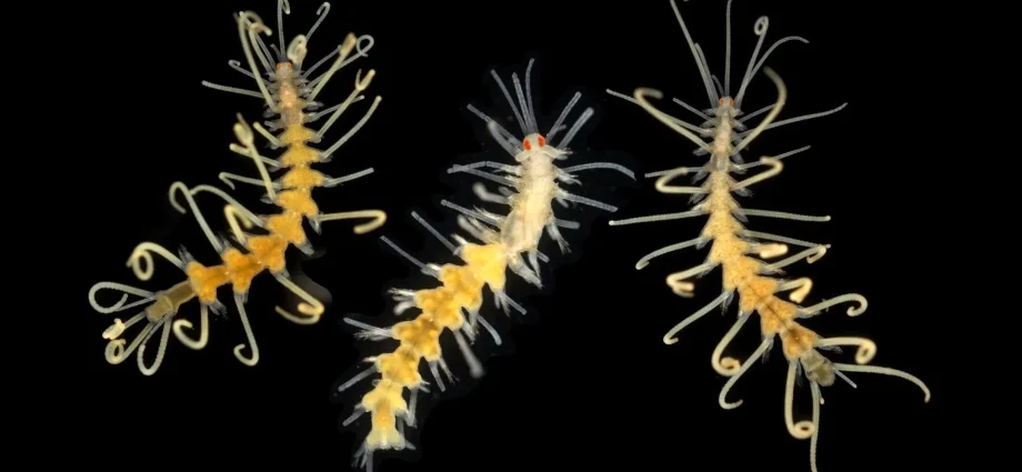 ocean-species-are-disappearing-before-scientists-can-even-find-them