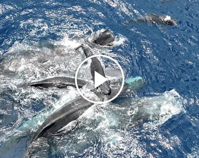 for-sperm-whales,-having-a-calf-is-a-group-effort