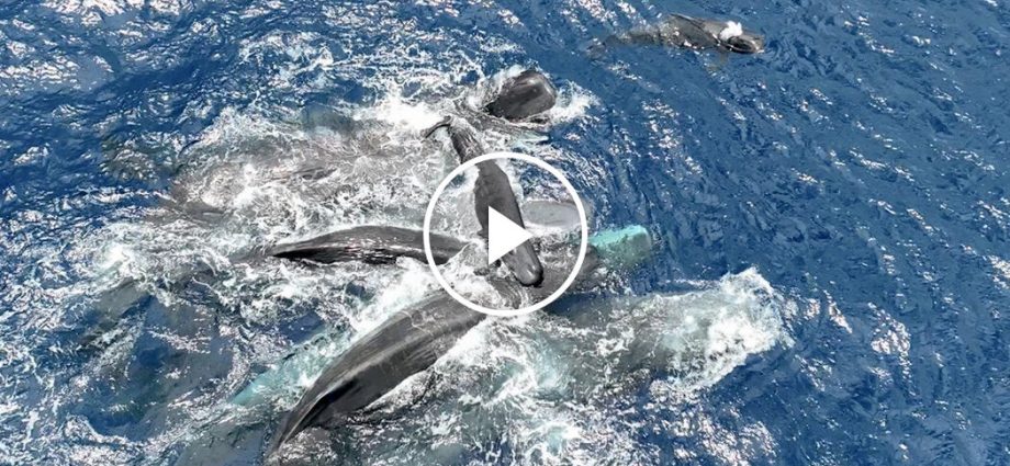 for-sperm-whales,-having-a-calf-is-a-group-effort