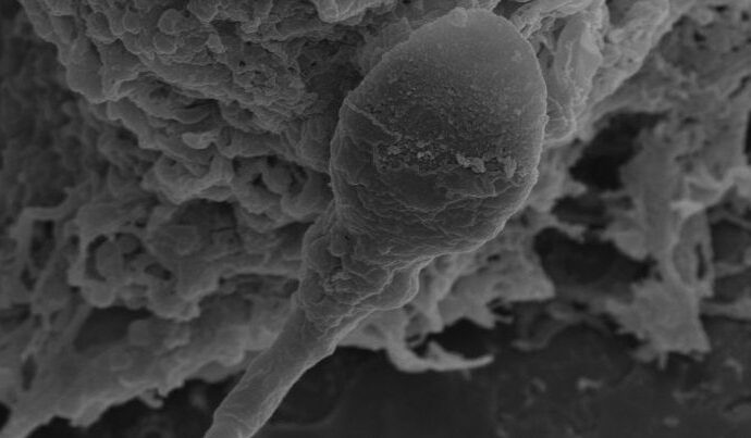 Can humans have babies in space? It may be harder than expected