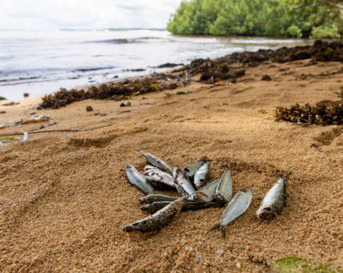 toxic-ocean-crisis-in-papua-new-guinea-sparks-mass-marine-die-off-and-public-health-emergency