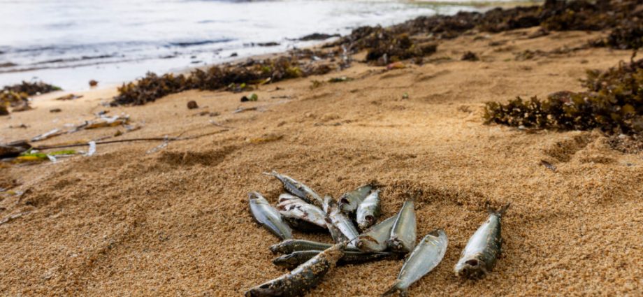 toxic-ocean-crisis-in-papua-new-guinea-sparks-mass-marine-die-off-and-public-health-emergency