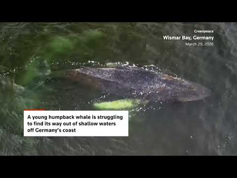 humpback-whale-timmy-struggles-to-escape-shallow-waters