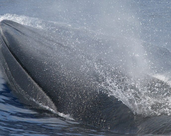 the-traitor’s-“god-squad”-might-vote-for-a-whale’s-extinction-this-week