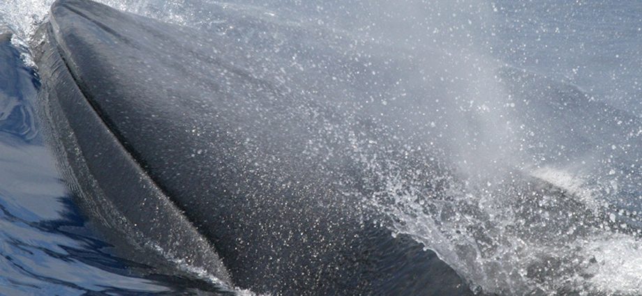 the-traitor’s-“god-squad”-might-vote-for-a-whale’s-extinction-this-week