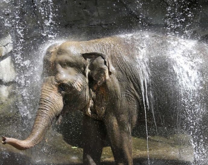 hollywood-rallies-around-former-la.-zoo-elephants-billy-and-tina-as-they-suffer-in-tulsa