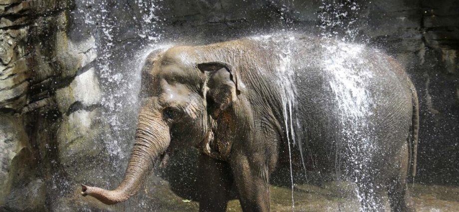 hollywood-rallies-around-former-la.-zoo-elephants-billy-and-tina-as-they-suffer-in-tulsa
