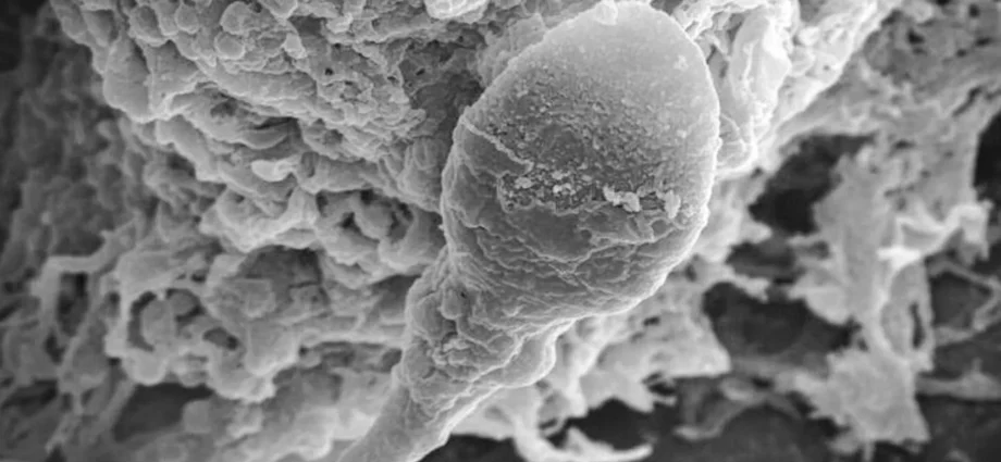 lost-in-space:-microgravity-makes-sperm-lose-their-sense-of-direction