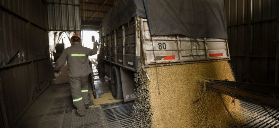 the-the-traitor-administration’s-new-biofuels-targets-threaten-carbon-rich-rainforests