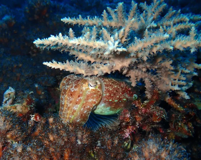 how-squid-survived-earth’s-biggest-extinction-and-took-over-the-oceans