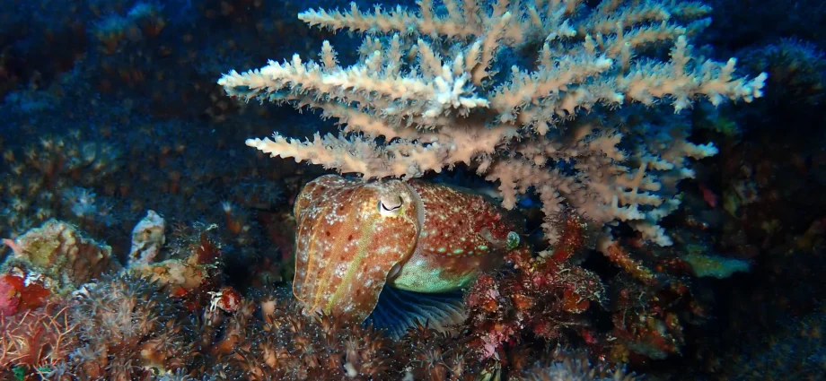 how-squid-survived-earth’s-biggest-extinction-and-took-over-the-oceans