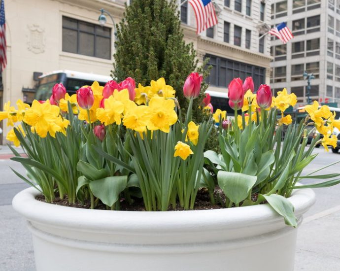 the-virtues-of-urban-pocket-gardens