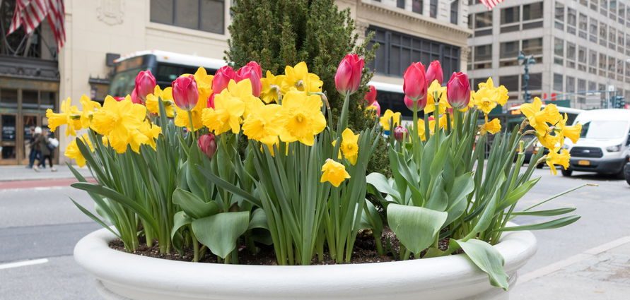 the-virtues-of-urban-pocket-gardens