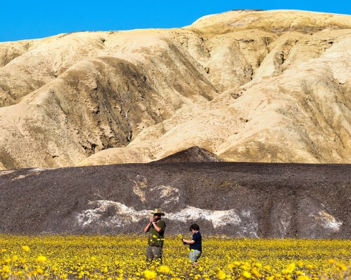 Where to see one of California’s most spectacular superblooms in years