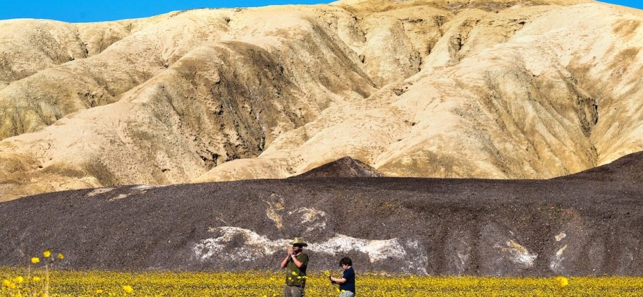 Where to see one of California’s most spectacular superblooms in years