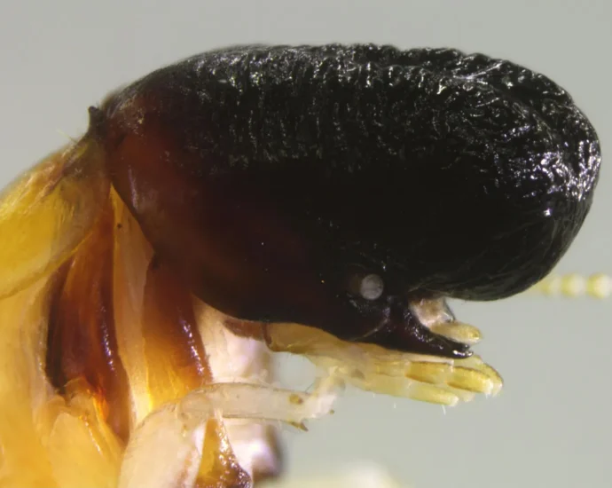 scientists-discover-bizarre-termite-that-looks-like-a-tiny-sperm-whale