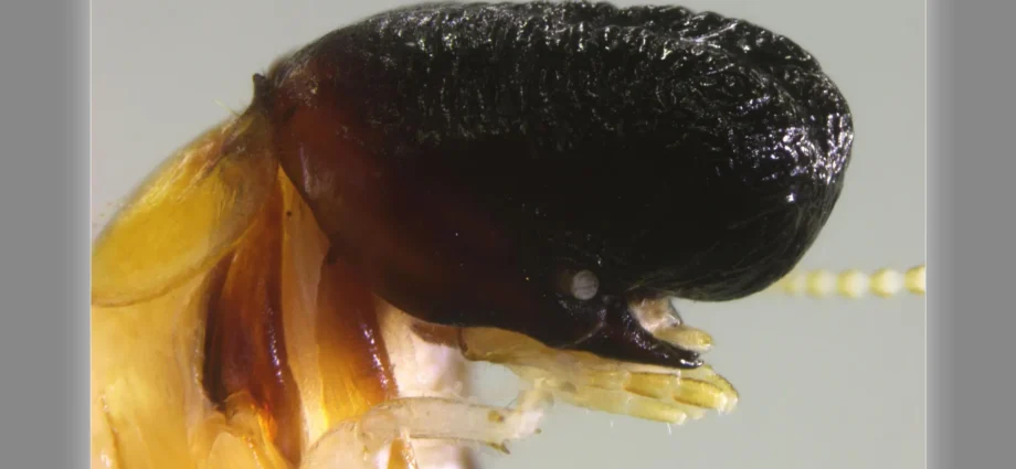 scientists-discover-bizarre-termite-that-looks-like-a-tiny-sperm-whale