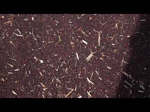 genetically-modified-mustard-plant-divides-canadian-farmers