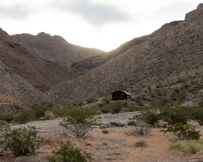 a-botanist-searches-for-the-seeds-of-the-rare-death-valley-sage