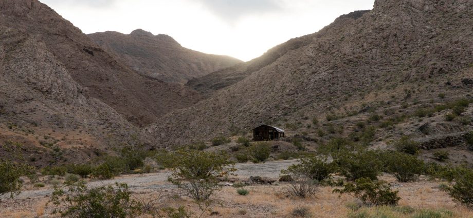 a-botanist-searches-for-the-seeds-of-the-rare-death-valley-sage