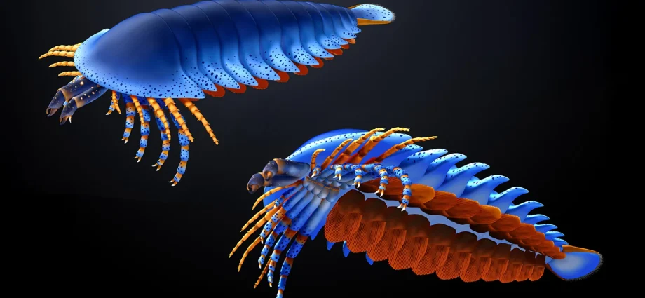 this-tiny-claw-in-a-500-million-year-old-fossil-just-rewrote-the-origin-of-spiders