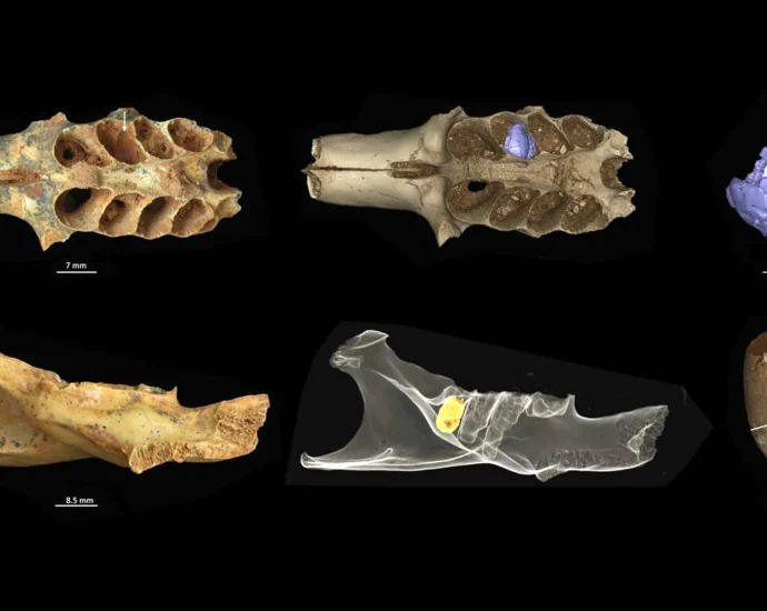 ancient-bees-found-nesting-inside-fossil-bones-in-rare-cave-discovery