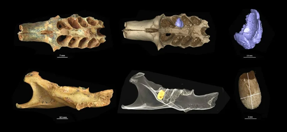 ancient-bees-found-nesting-inside-fossil-bones-in-rare-cave-discovery