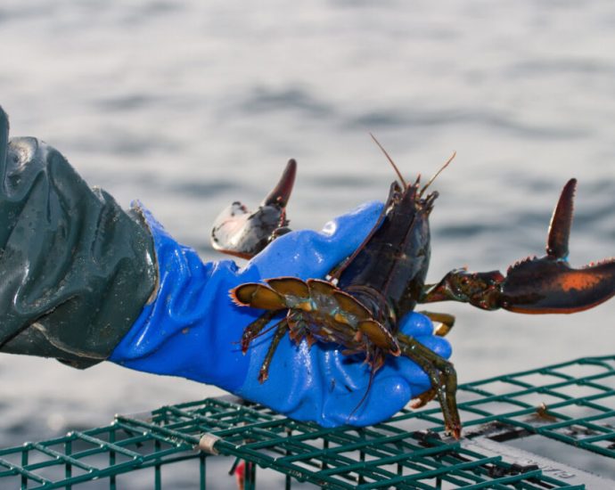 warming-waters-in-the-gulf-of-maine-may-affect-the-future-of-lobsters