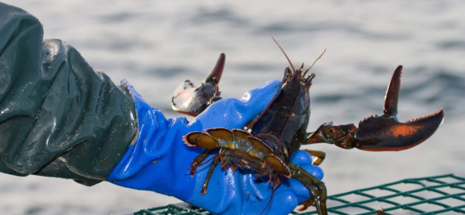 warming-waters-in-the-gulf-of-maine-may-affect-the-future-of-lobsters