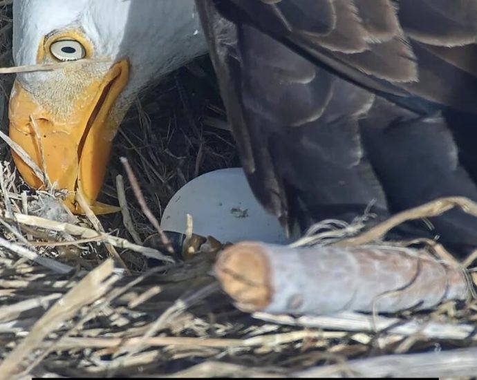 pip-pip-hooray!-one-of-jackie-and-shadow’s-chicks-is-starting-to-break-out-of-its-shell