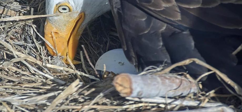 pip-pip-hooray!-one-of-jackie-and-shadow’s-chicks-is-starting-to-break-out-of-its-shell
