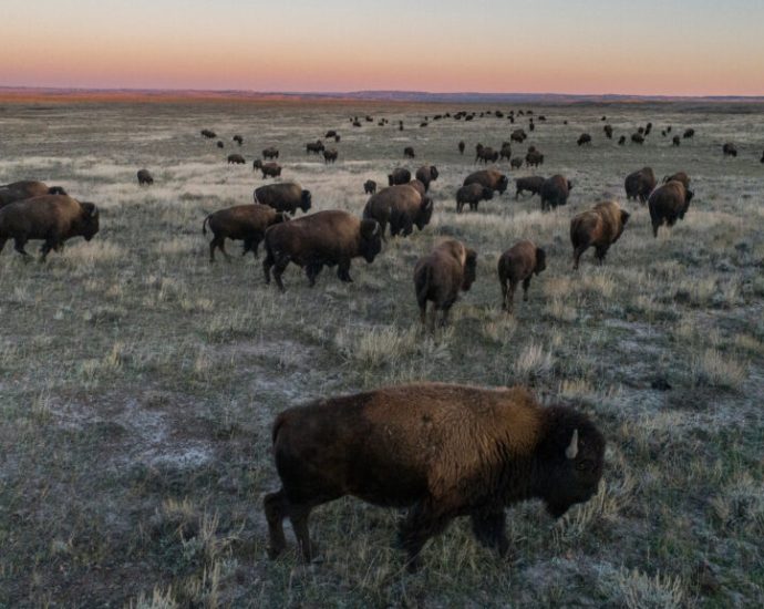 the-traitor-administration-targets-bison-on-federal-grazing-lands