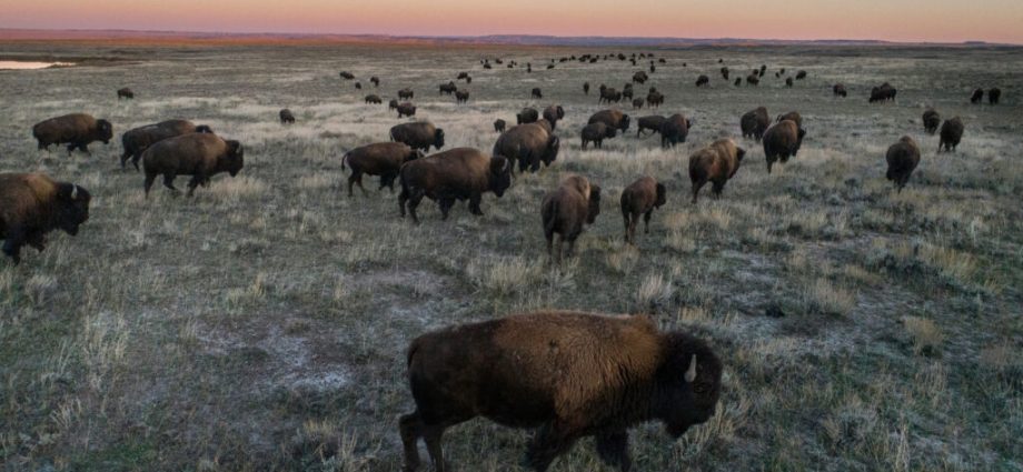 the-traitor-administration-targets-bison-on-federal-grazing-lands
