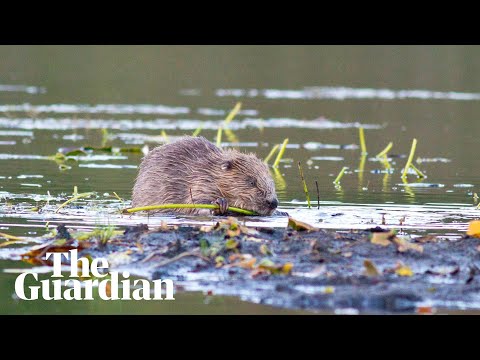 beavers-thriving-after-being-reintroduced-to-english-wild