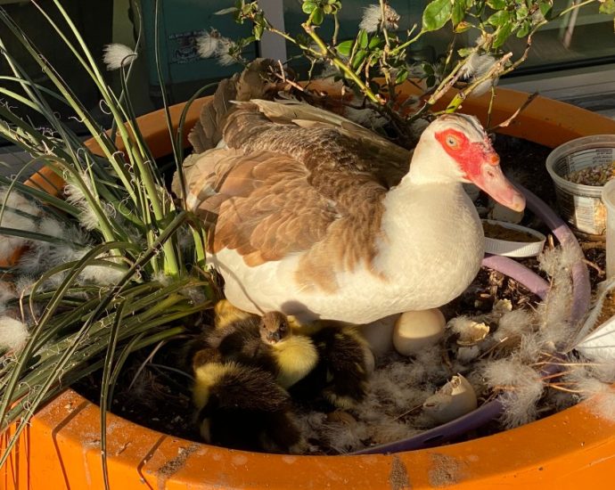 self-driving-car-‘steamrolled’-over-duck,-killing-it:-witness