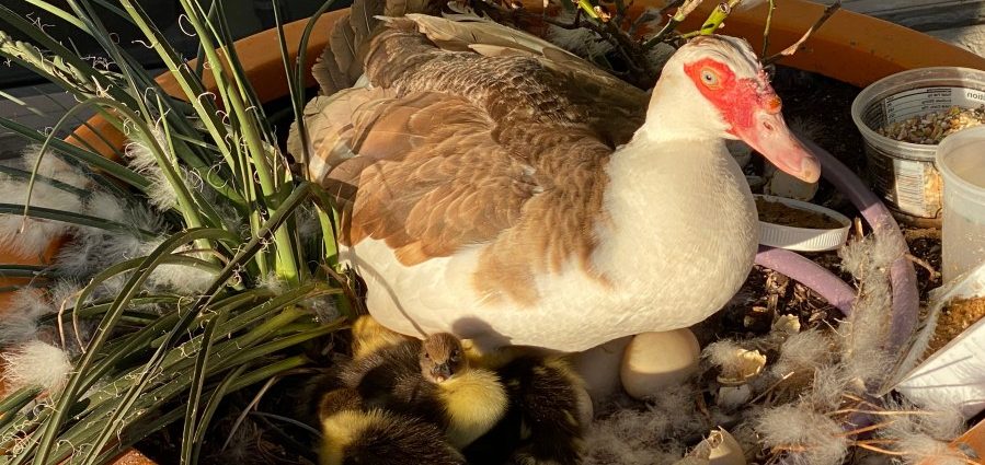 self-driving-car-‘steamrolled’-over-duck,-killing-it:-witness