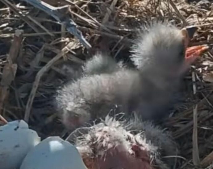 the-eaglets-have-landed-for-big-bear-couple-jackie-and-shadow