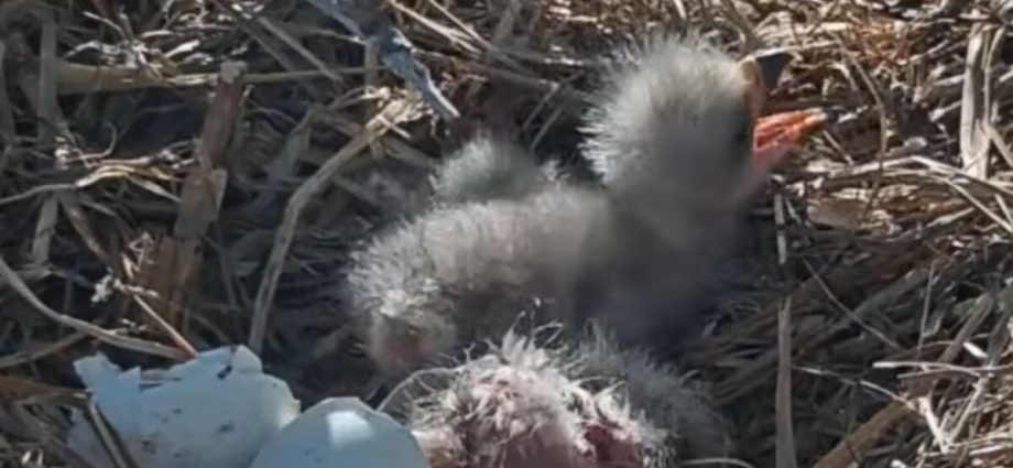 the-eaglets-have-landed-for-big-bear-couple-jackie-and-shadow